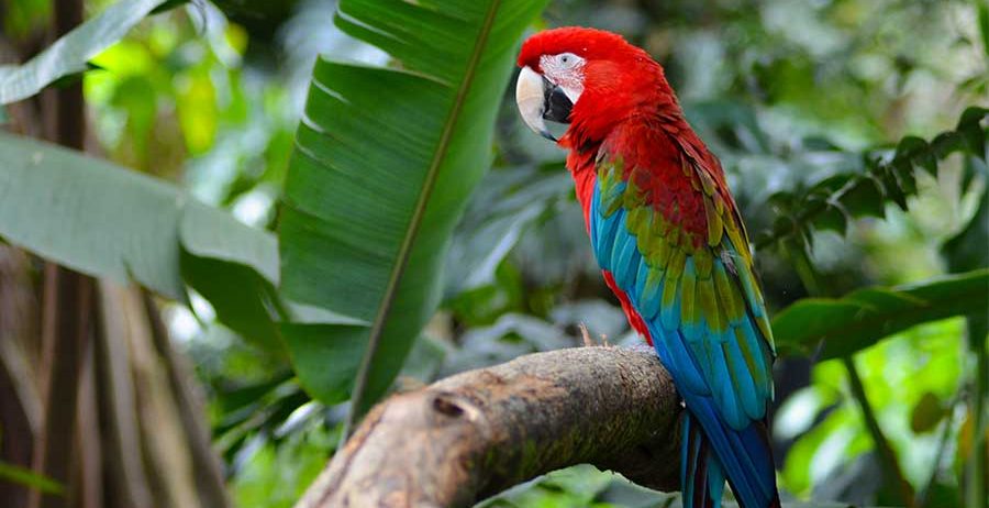 Macaw female with DNA