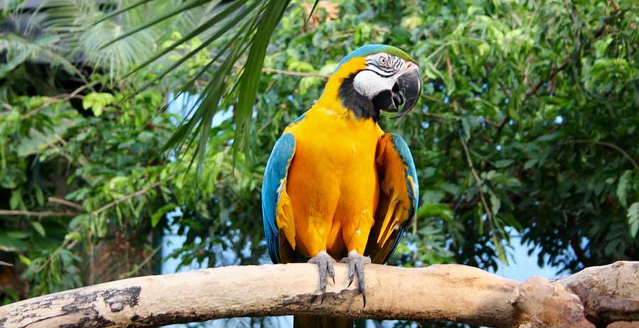 Macaw female with DNA