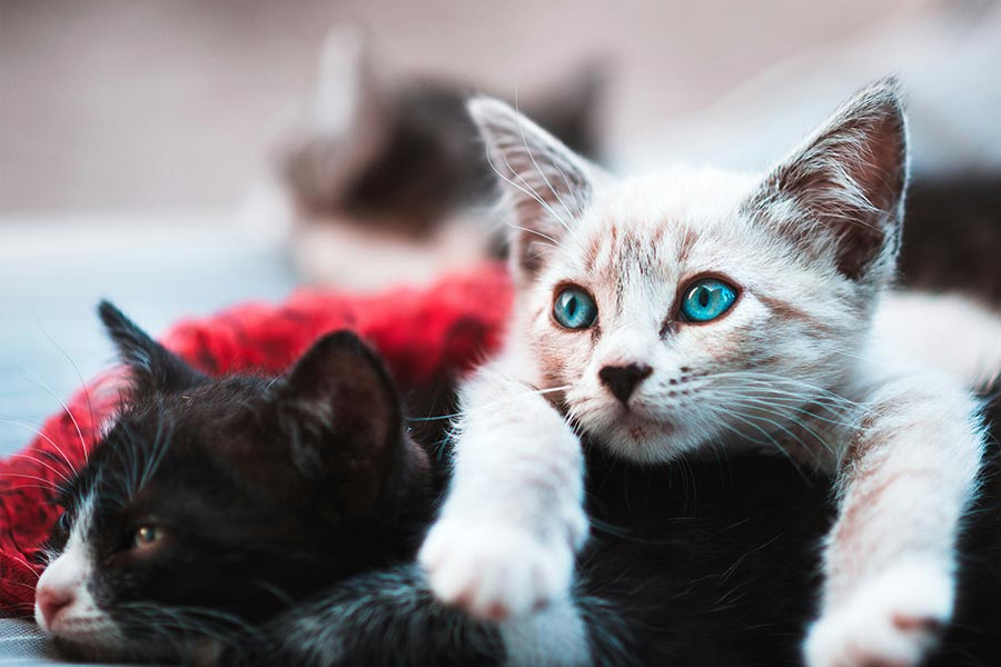 Breeder Ragdolls White cat